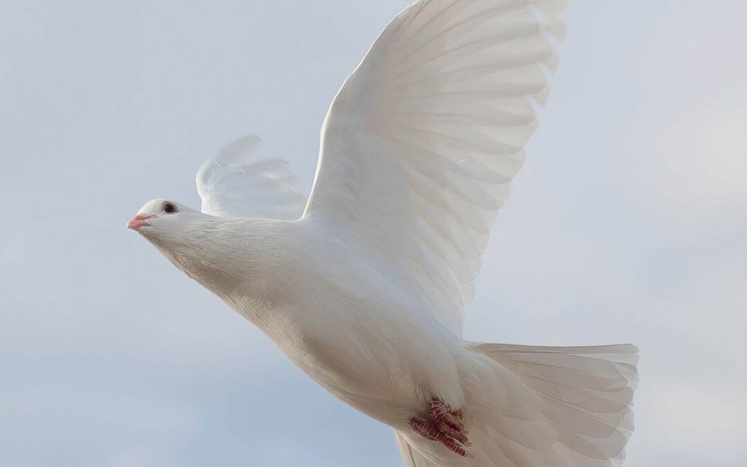International Day of Peace 2026 — Invest in Peace for everyone, everywhere, every day.